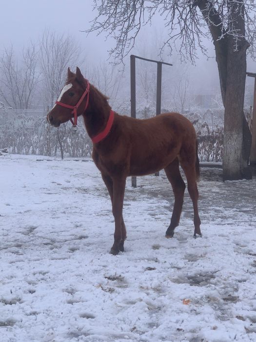 Тай лошадь урғашы