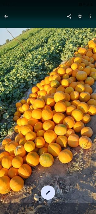 Семена Бакинка продаётся