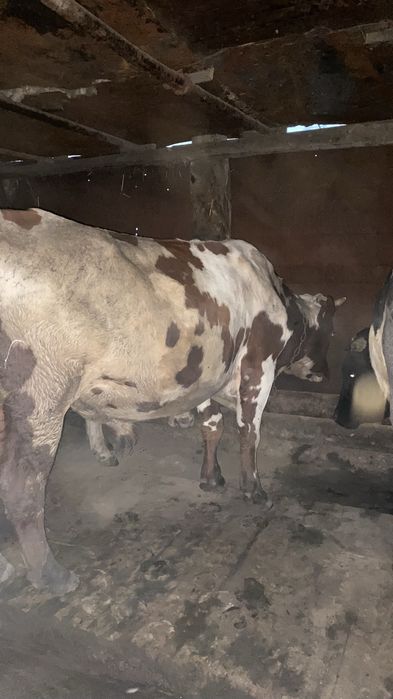 Продам быков.