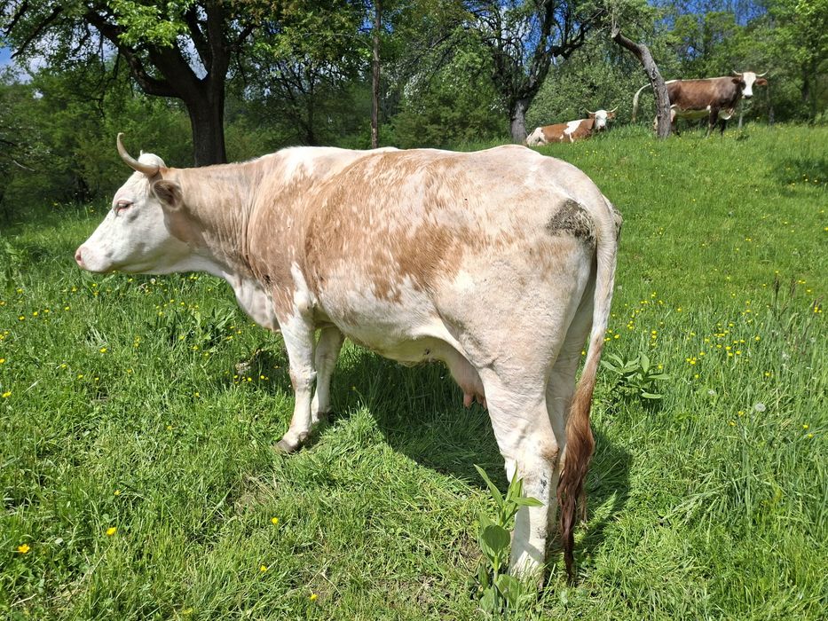 Vaci de vânzare Bran