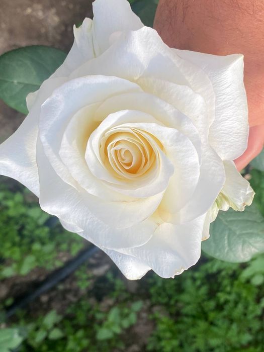 Atirgul ko'chatllariga zakaz olamiz