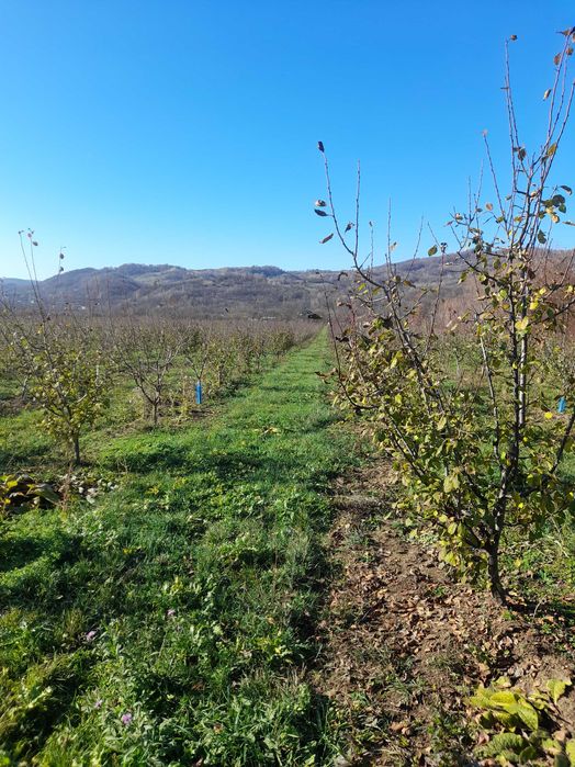 Tuns pomi fructiferi