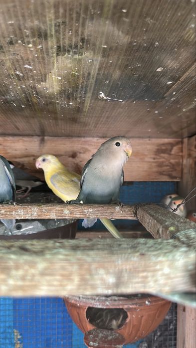 Agapornis roseicollis mascul vand sau schimb cu femela