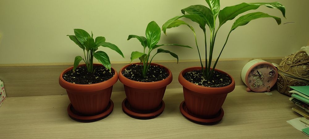 Продам Спатифиллум