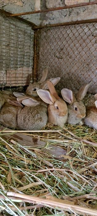 Кролики породы Фландер