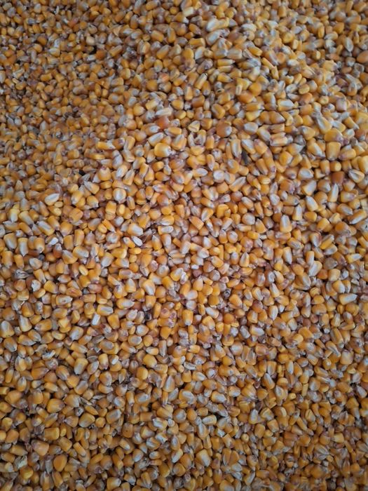 Vand porumb si orz 1.20lei/kg