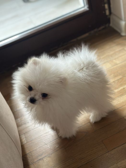 Мини померан Принцеса