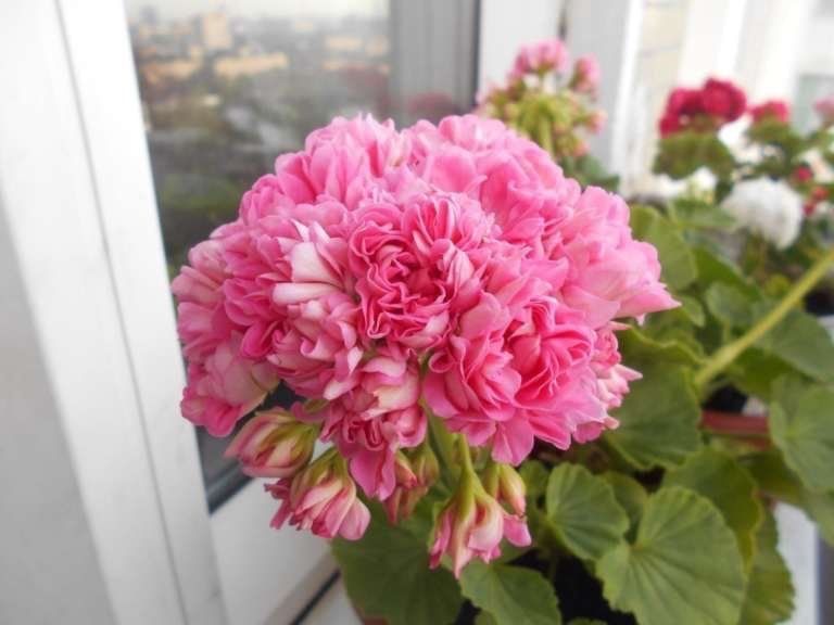 Укореннёные черенки сортовых пеларгоний