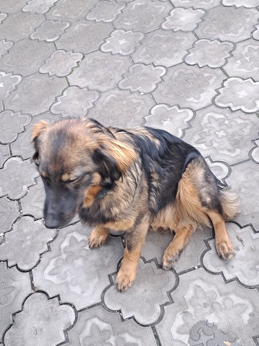 Отдам в хорошие руки девочку