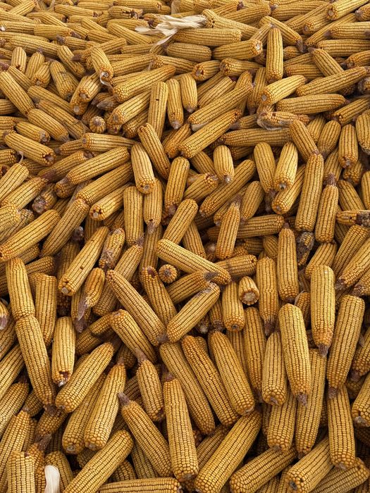 120 kunlik makkayi gibrid dono kotta kotta