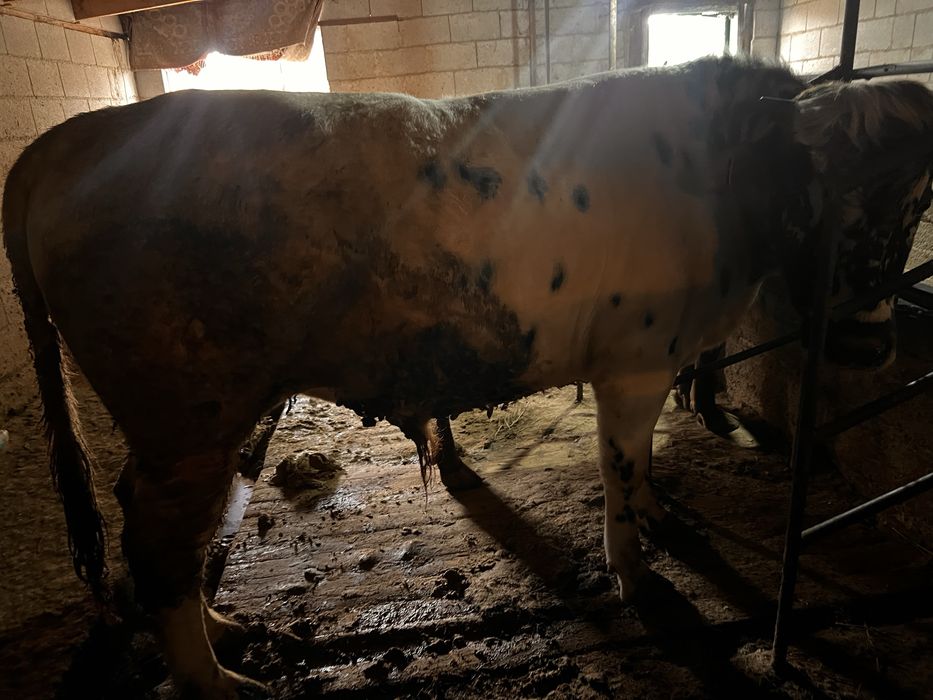 Бычок породистый можно на племя