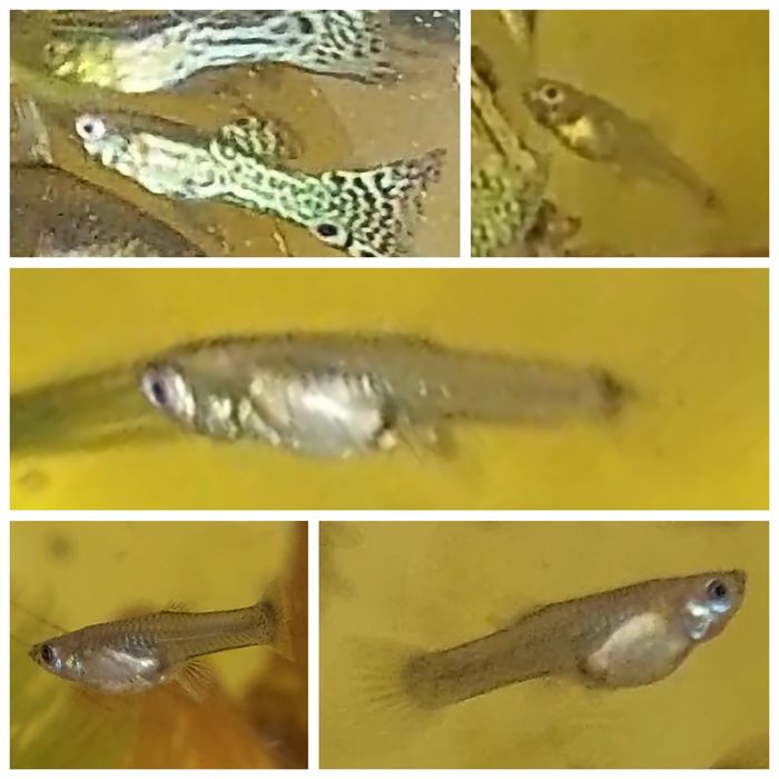 ОЧЕНЬ КРАСИВЫЕ ГУППИ.  В подарок улитки катушки