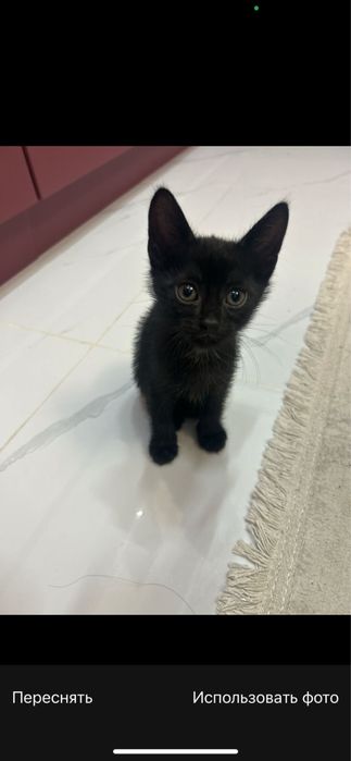 Котята в добрые руки!