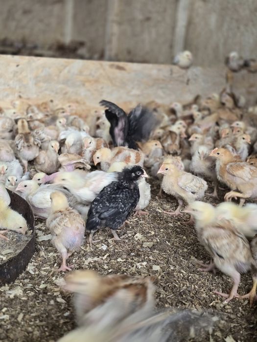 Pui colorati rasa mixta 500 grame