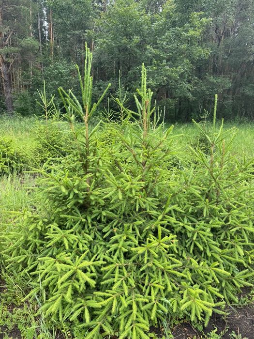 САЖЕНЦЫ ОПТОМ от 1 до 7 м