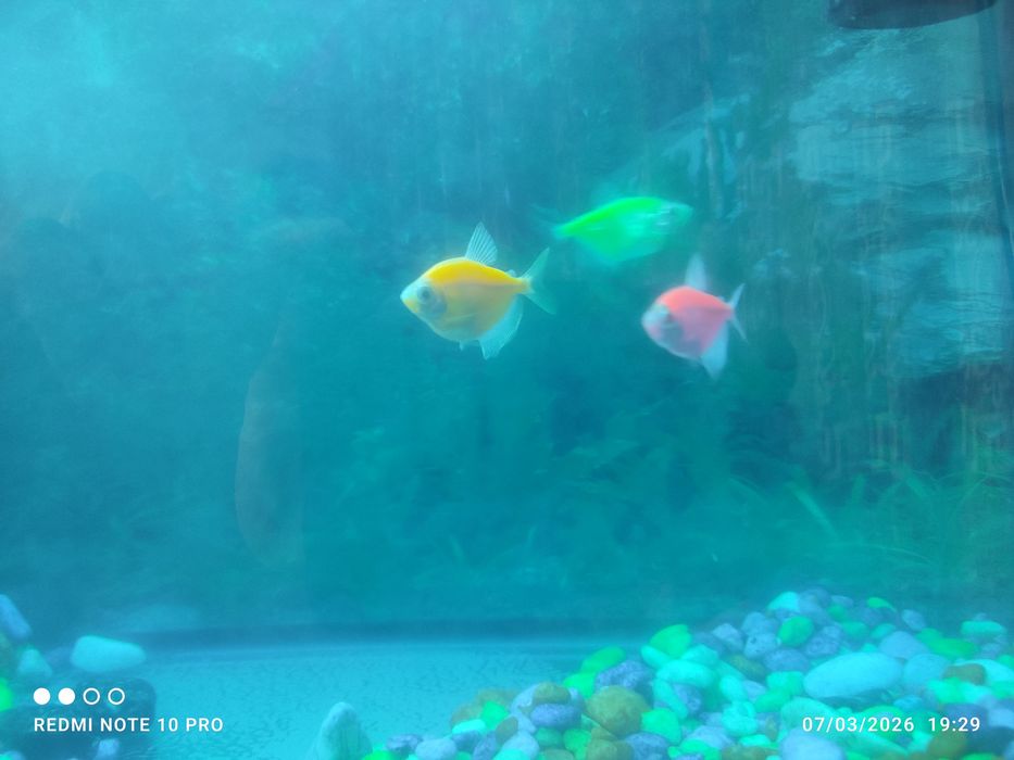 Akvarium baliqlar sotiladi