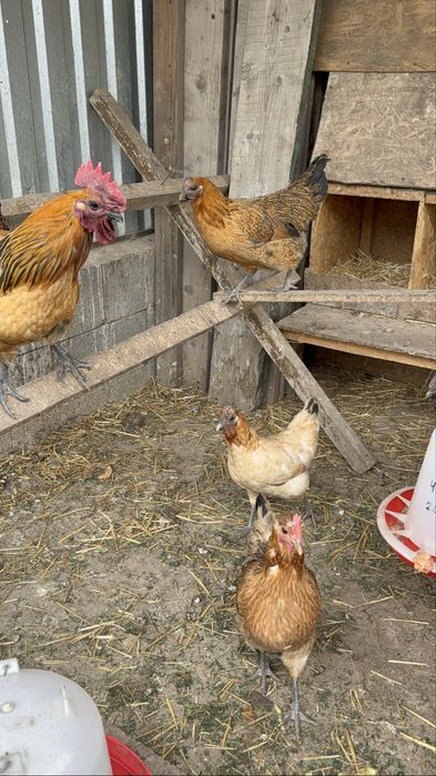 Лакиданзи куры петушок