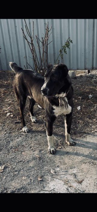 Алабай 1 год 4 мец девочка