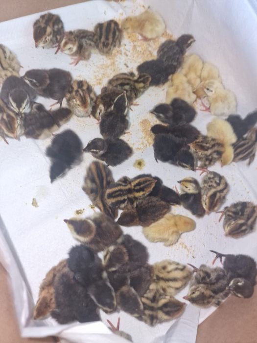 Prepelite 1 zi 2,5 lei bucata la cumpărarea a 200 de bucăți!