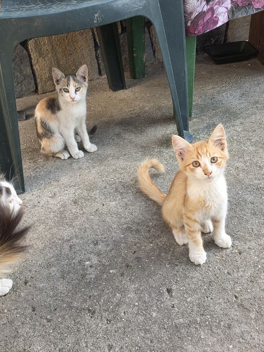 Малки котенца 4 броя