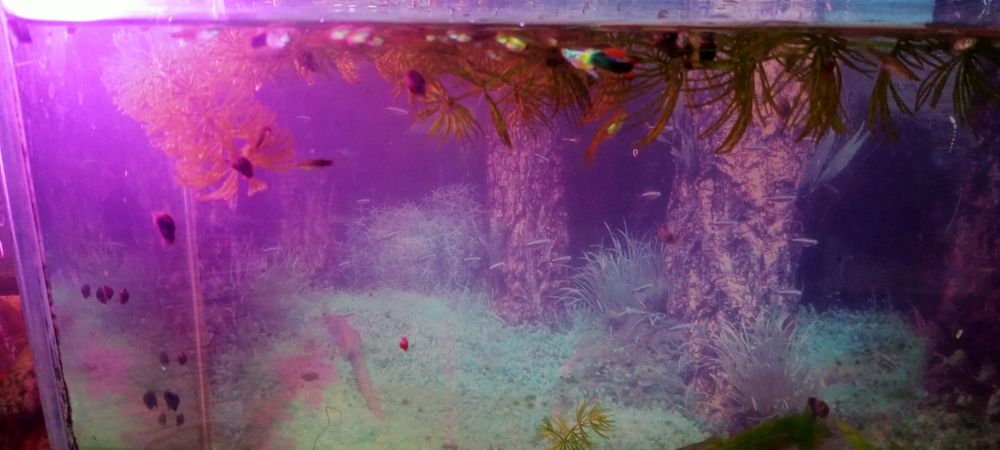 Продам рыбок гуппи