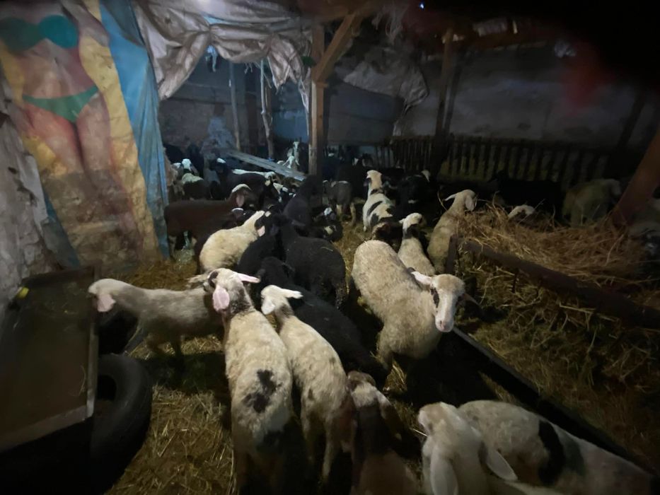 Агнега от 15 до 35кг