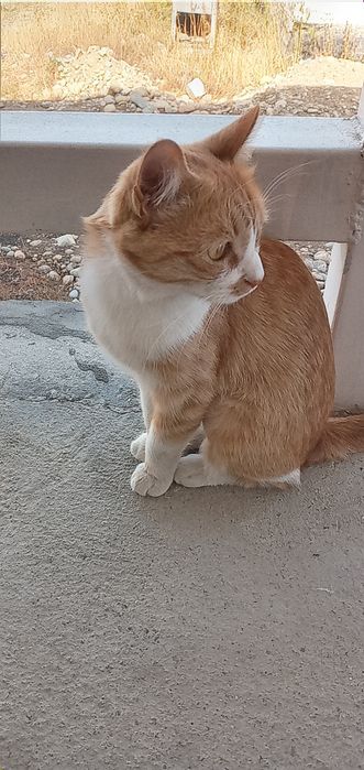 Кошка отдам даром