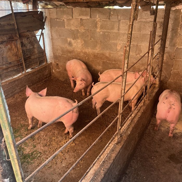 Продавам прасера 60,70 кг