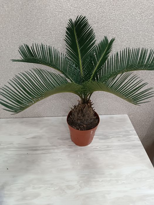 Продам комнатную пальму Цикас