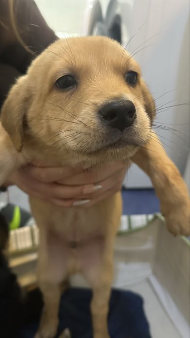 Donez Puii de cațel