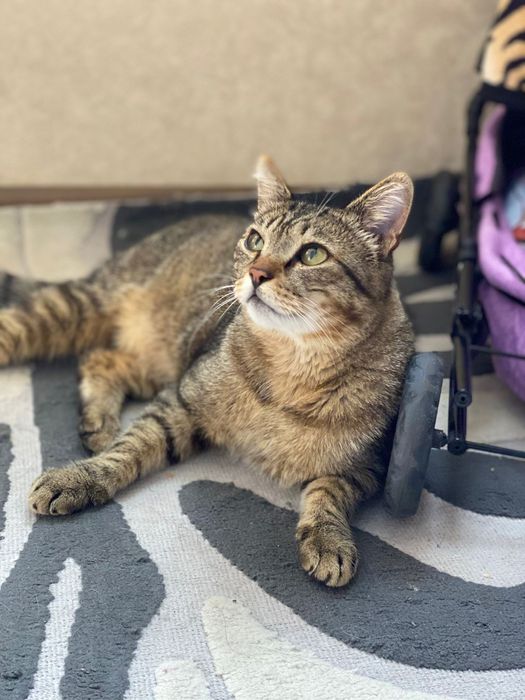 Хороший котик Батоша :) ищет дом