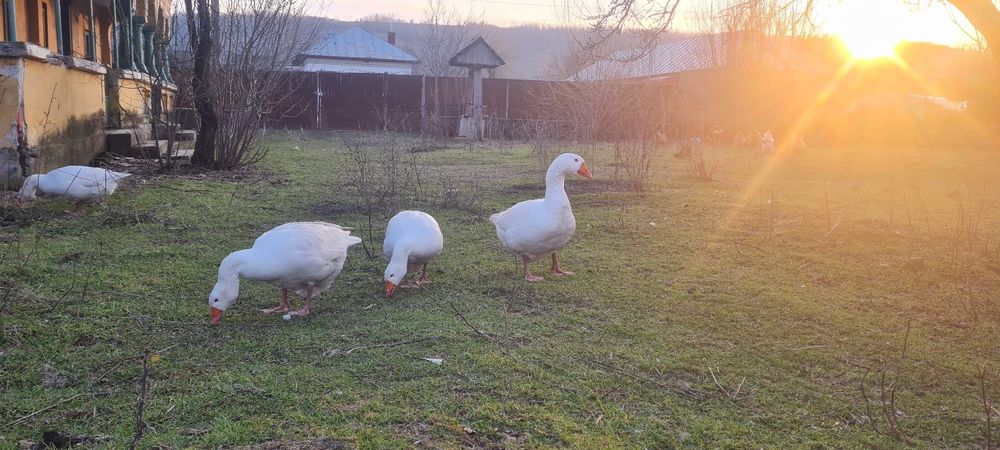 Gâște de curte 9 luni, 4 gâște și un gâscan, produc ouă.