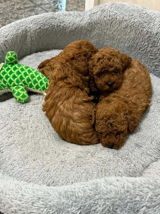 Пудел той/мини червен