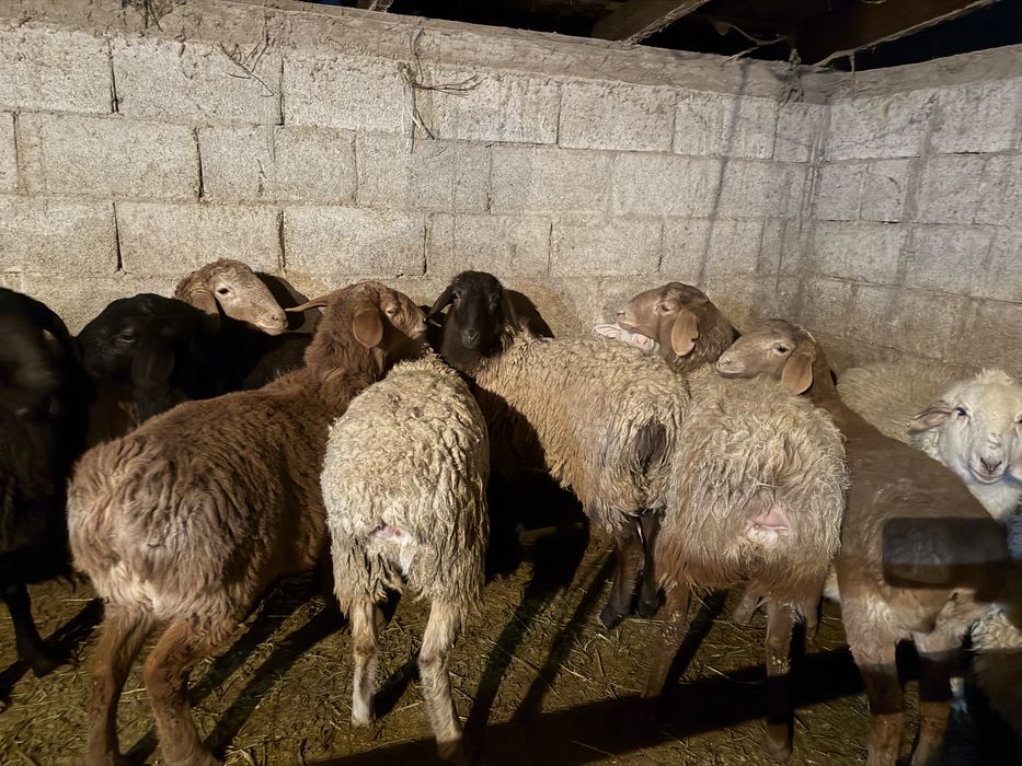 Семыз       токтылар