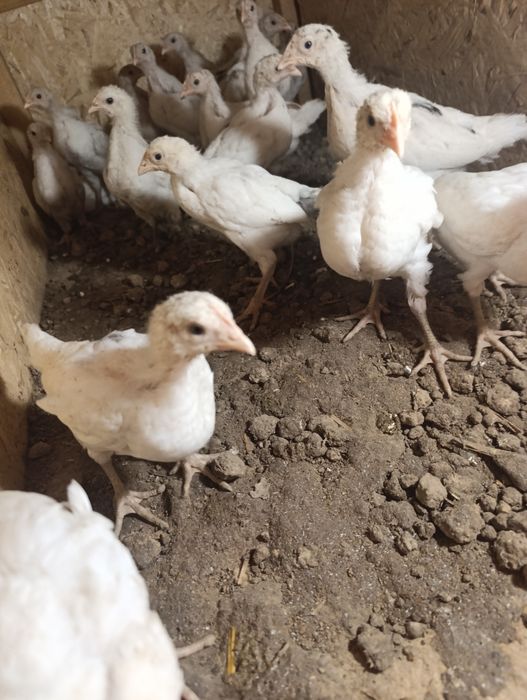 Несушка Сенди Жужалари