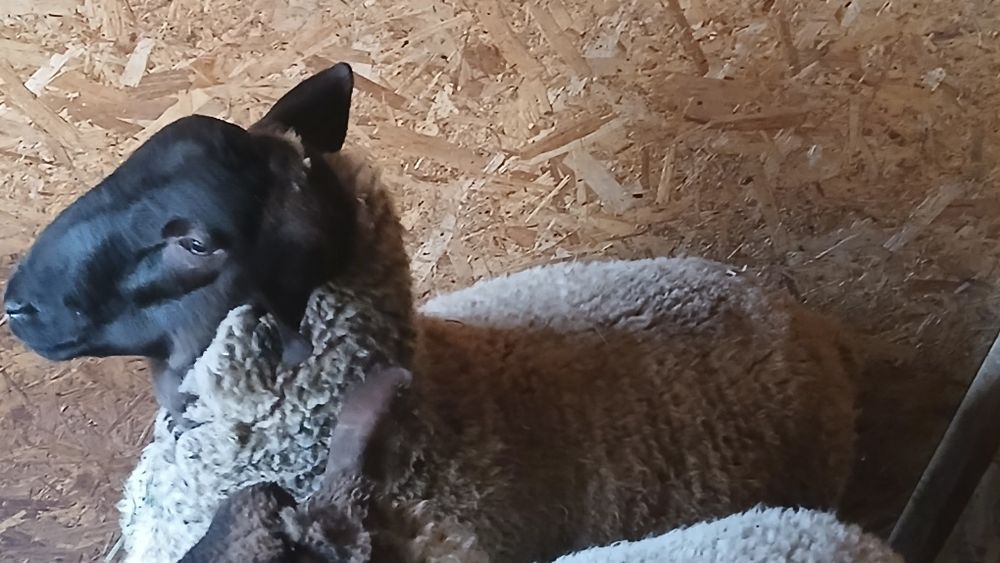 Vând berbec suffolk