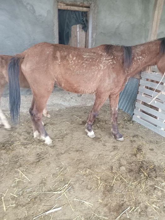 Құлынды бие сатылады.