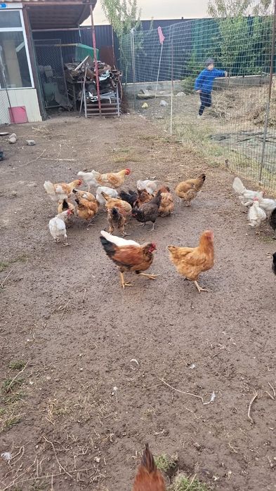 Продам петухов и курей