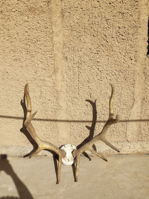 Buxoro bugʻusi shoxi