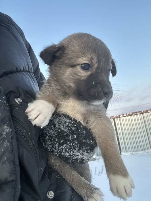 Щенки помесь алабай