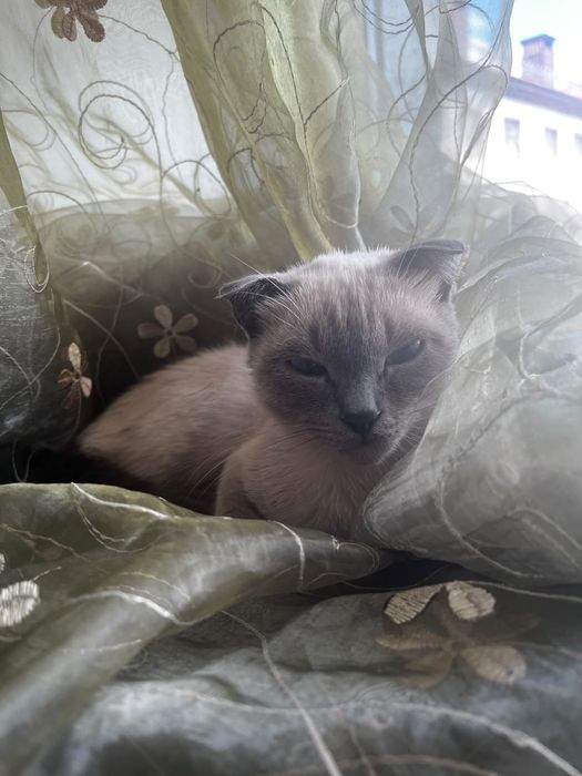 Отдам в добрые руки