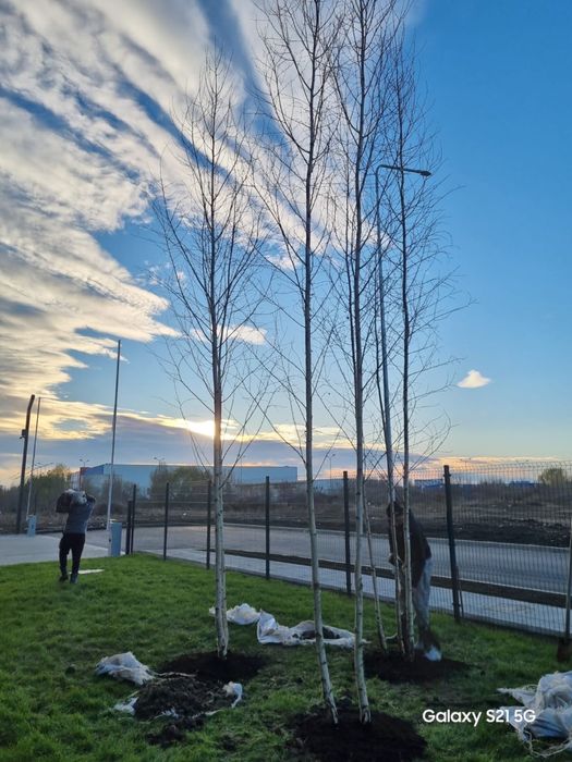 Arțar si stejar pana la 7m inaltime transport si plantat gratuit