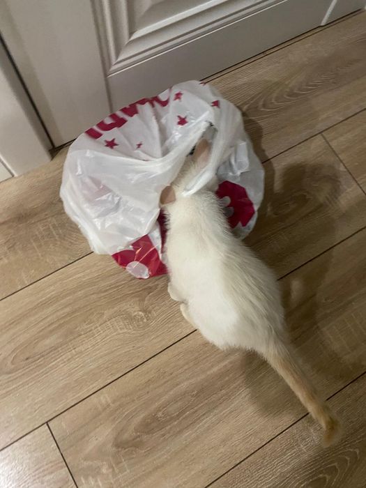 отдаем котенка Моти в добрые руки