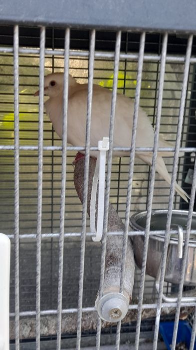 Vând 9 turturele tinere