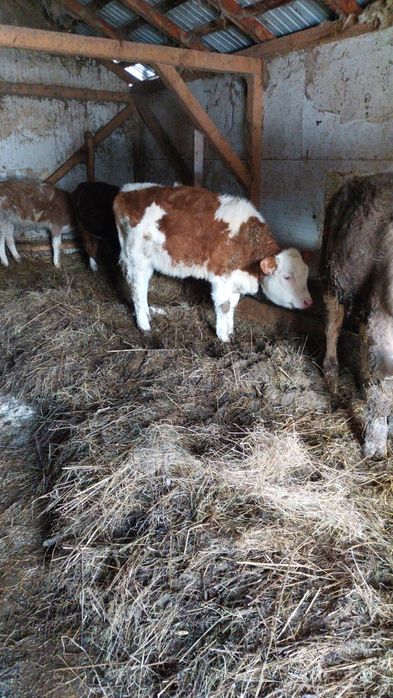 Vând șase viței încărcați