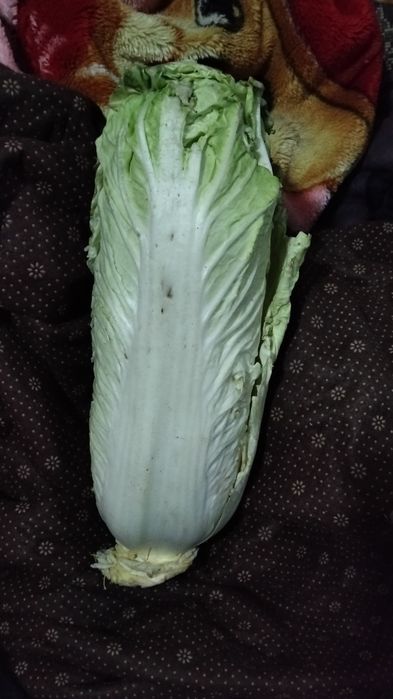 Капуста         басай