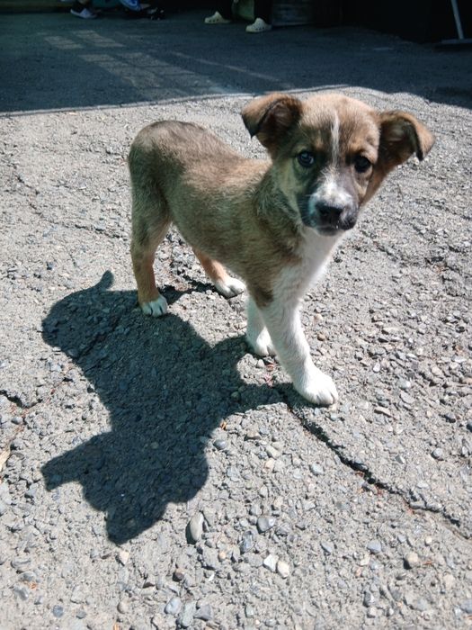 Отдам щенка в добрые руки