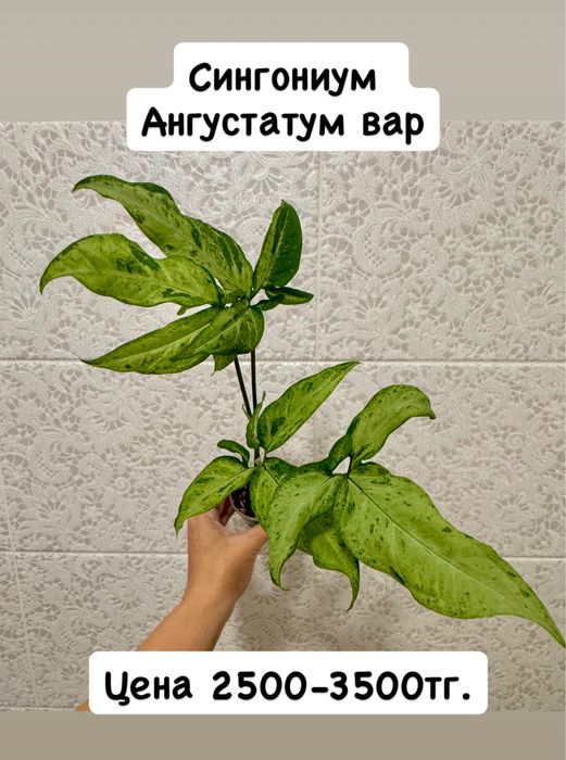 Сингониумы сортовые! Орегано! Комнатные цветы!