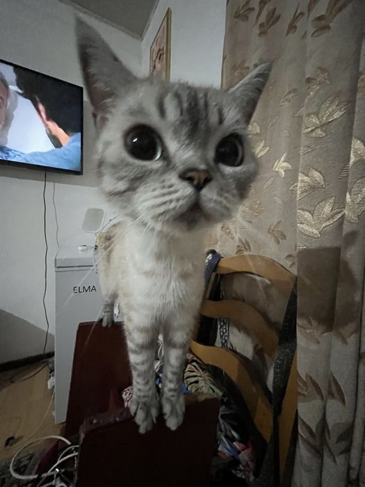 отдам британку в добрые руки
