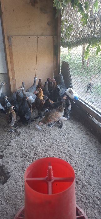 Yapon tovuqlar sotiladi